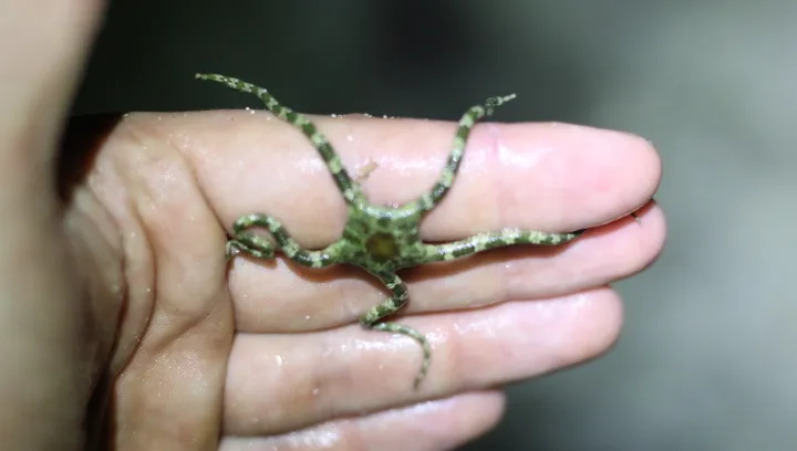 Ophioderma brevicaudum