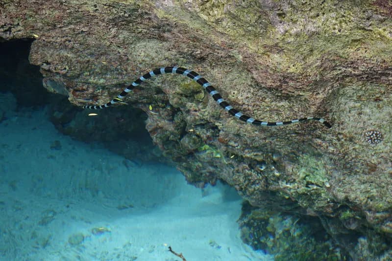Blackbanded Sea Krait (Laticauda laticaudata)