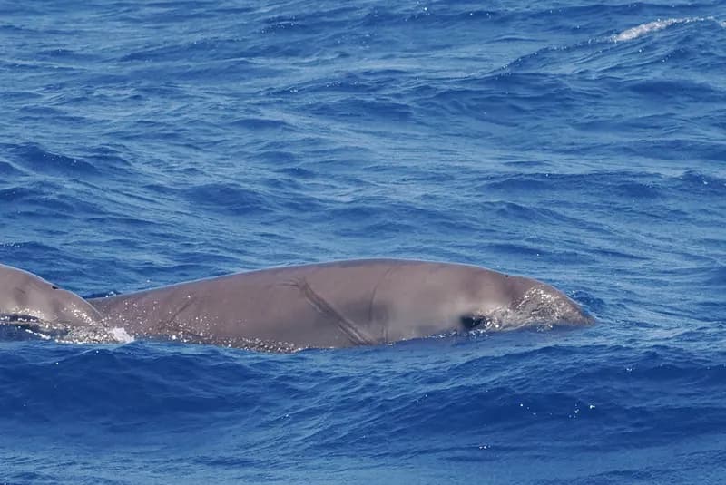 European Beaked Whale (Mesoplodon europaeus)