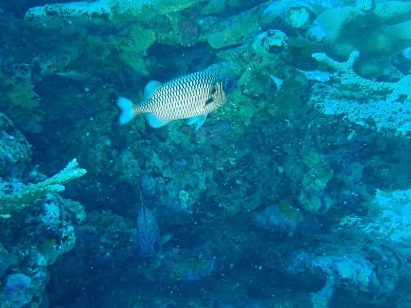 Shadowfin Soldierfish (Myripristis adusta)
