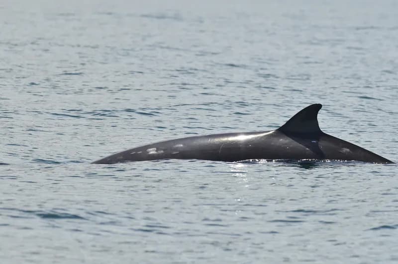 Gray's Beaked Whale (Mesoplodon grayi)