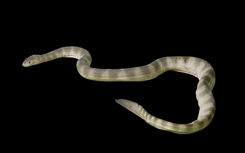 Enhydrina zweifeli