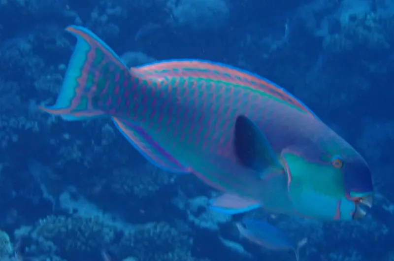 Heavybeak Parrotfish (Chlorurus gibbus)