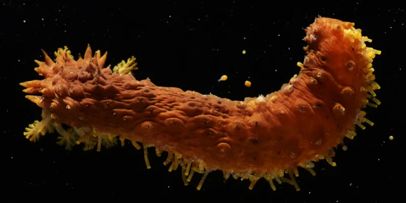 Holothuria (Platyperona) parvula