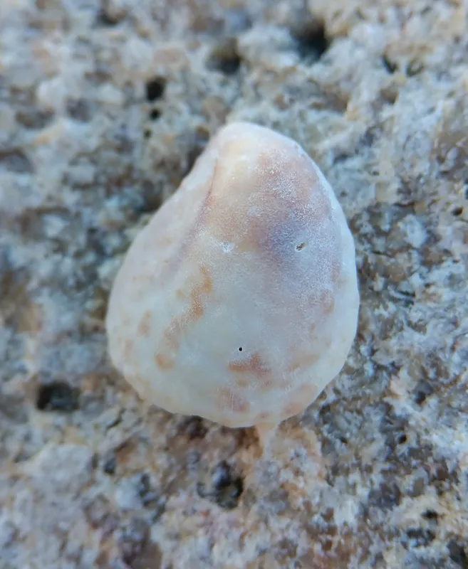 American Slipper Limpet (Crepidula fornicata)