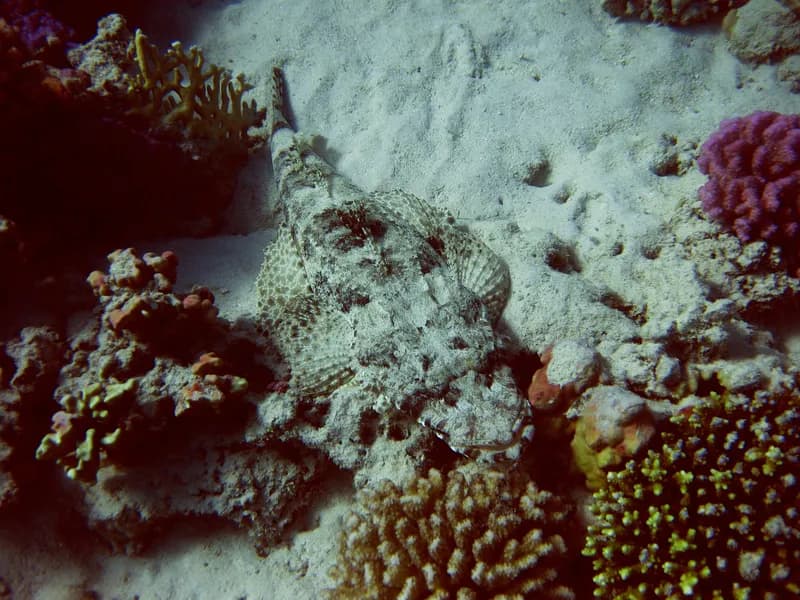 Tentacled Flathead (Papilloculiceps longiceps)