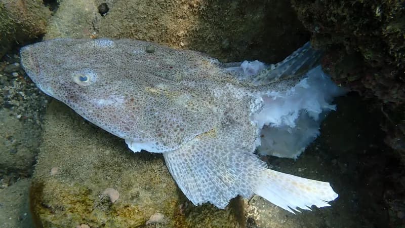 Bartail Flathead (Platycephalus indicus)