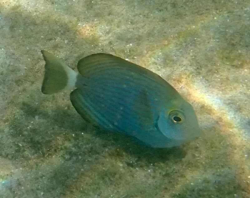 Blue-Lined Surgeonfish (Acanthurus mata)
