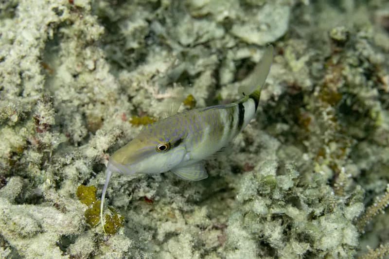 Banded Goatfish (Parupeneus multifasciatus)