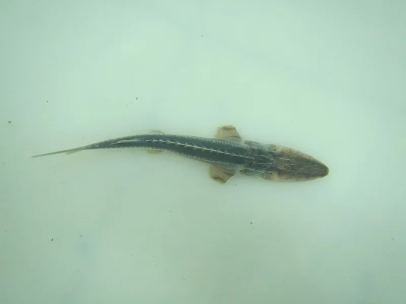 Dwarf Sturgeon (Pseudoscaphirhynchus hermanni)