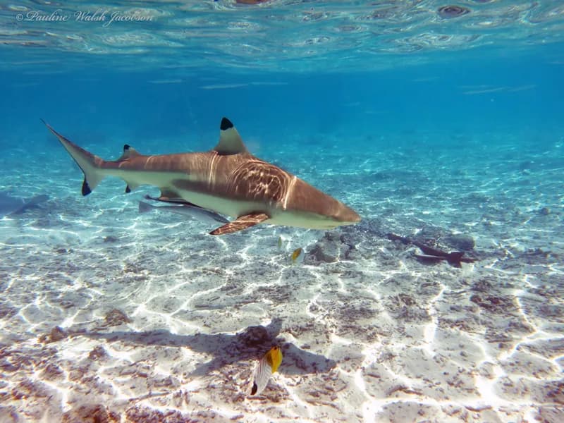 Blacktip Reef Shark (Carcharhinus melanopterus)
