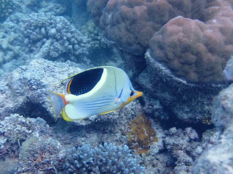 Blackblotch Butterflyfish (Chaetodon ephippium)