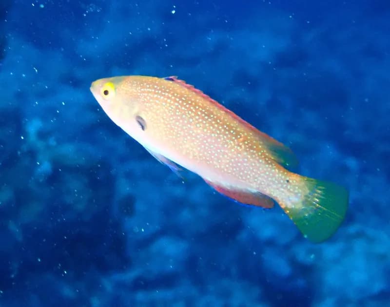 Dotted Wrasse (Cirrhilabrus punctatus)