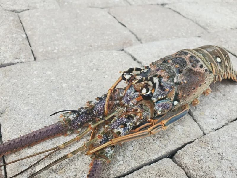 Bermuda Lobster (Panulirus argus)