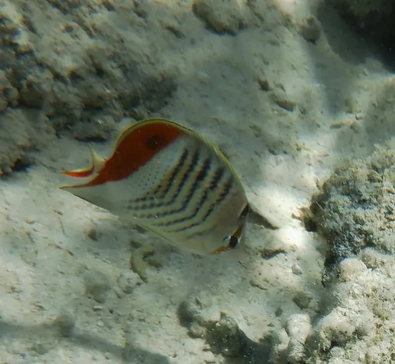 Crown Butterflyfish (Chaetodon paucifasciatus)