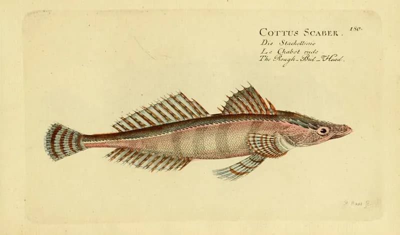 Rough Flathead (Grammoplites scaber)