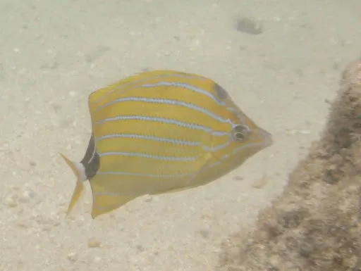 Blue-Lined Butterfly (Chaetodon fremblii)