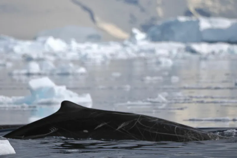 Arnoux's Beaked Whale (Berardius arnuxii)