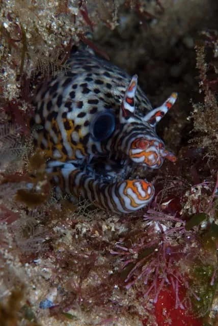 Moray (Enchelycore pardalis)