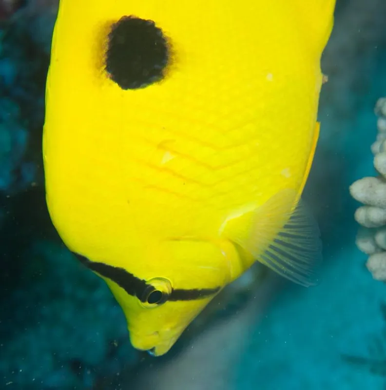 Yellow Teardrop Butterflyfish (Chaetodon interruptus)