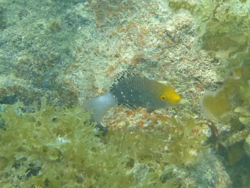 Filament-Finned Parrotfish (Scarus altipinnis)