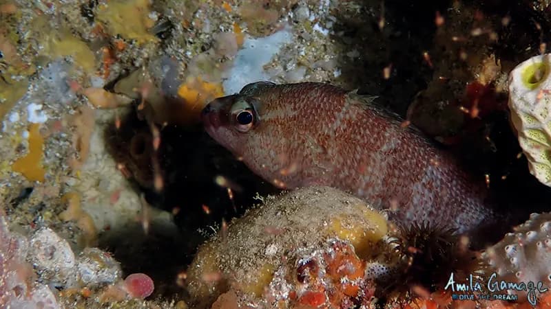 Spotty Seaperch (Hypoplectrodes wilsoni)