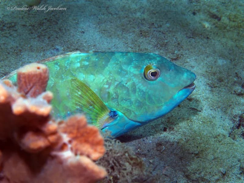 Redtail Parrotfish (Sparisoma chrysopterum)