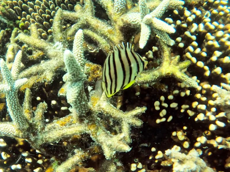 Eightband Butterflyfish (Chaetodon octofasciatus)