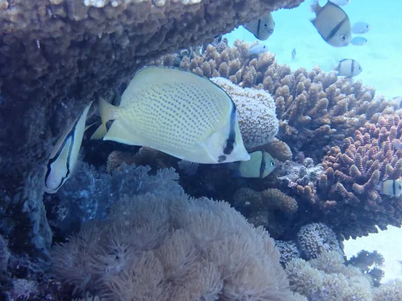 Citron Butterfly (Chaetodon citrinellus)