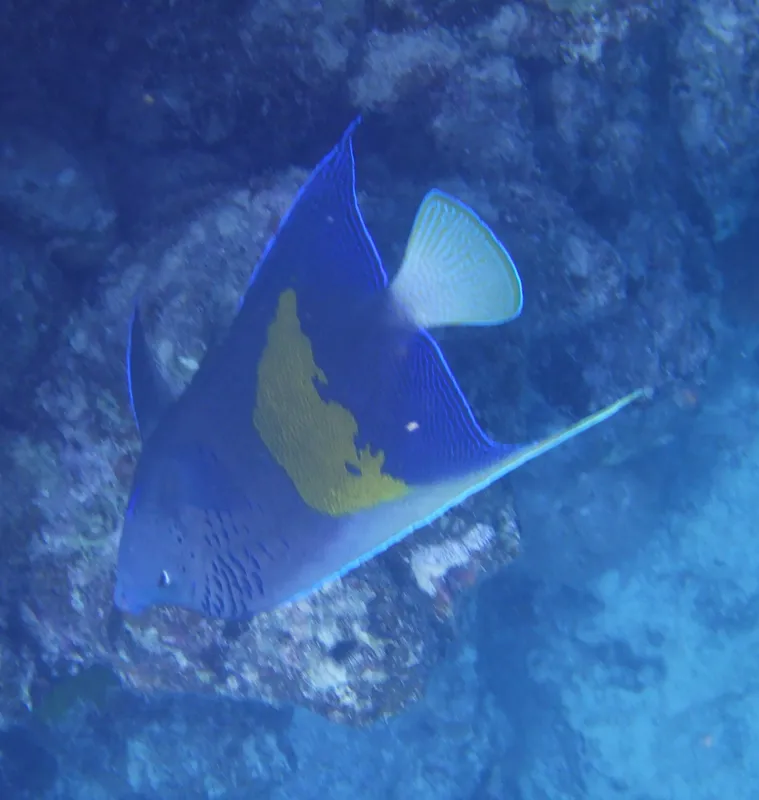 Yellowbar Angelfish (Pomacanthus maculosus)