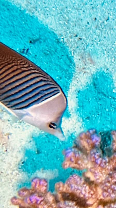 Paleface Butterflyfish (Chaetodon mesoleucos)