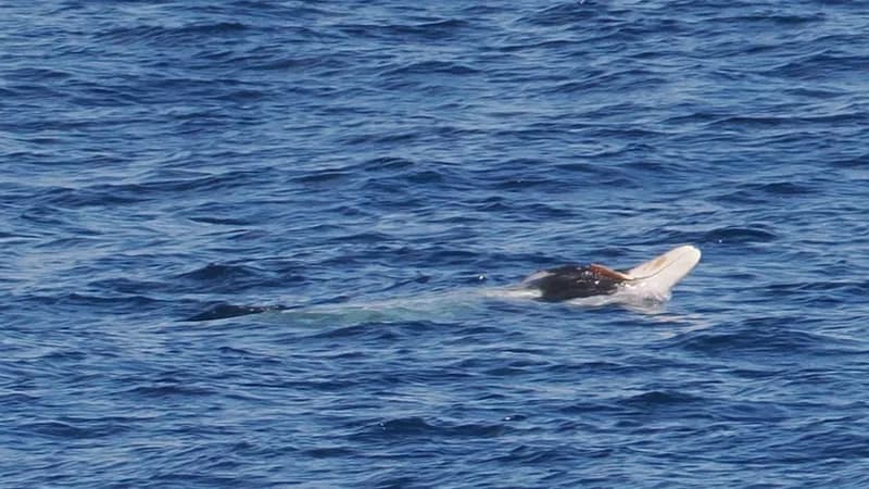 Layard's Beaked Whale (Mesoplodon layardii)