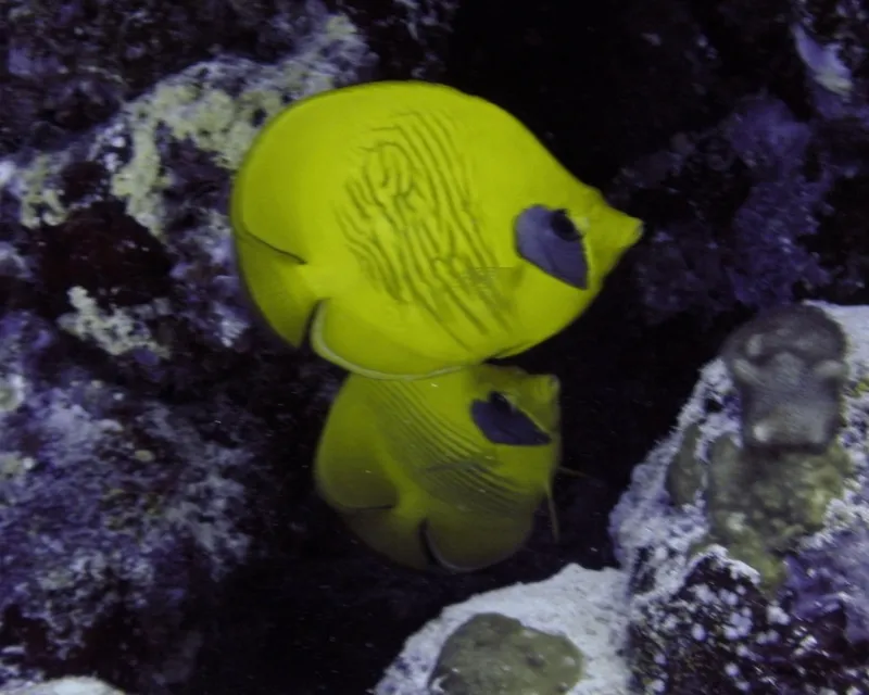 Bluecheek Butterflyfish (Chaetodon semilarvatus)