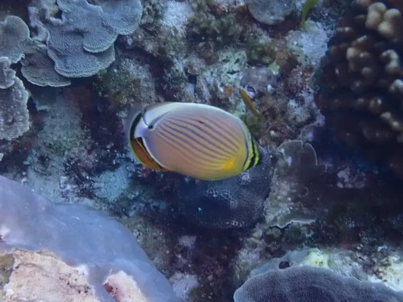 Oval Butterflyfish (Chaetodon lunulatus)