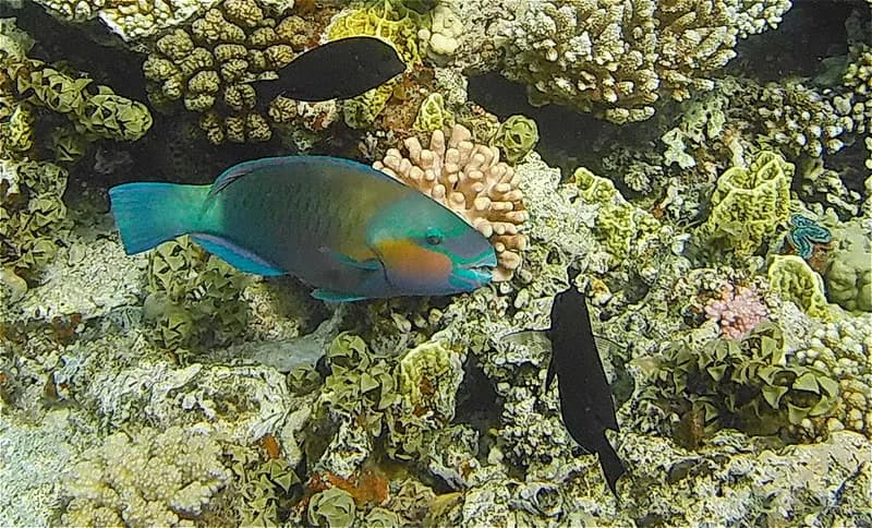 Burnt Parrotfish (Chlorurus sordidus)