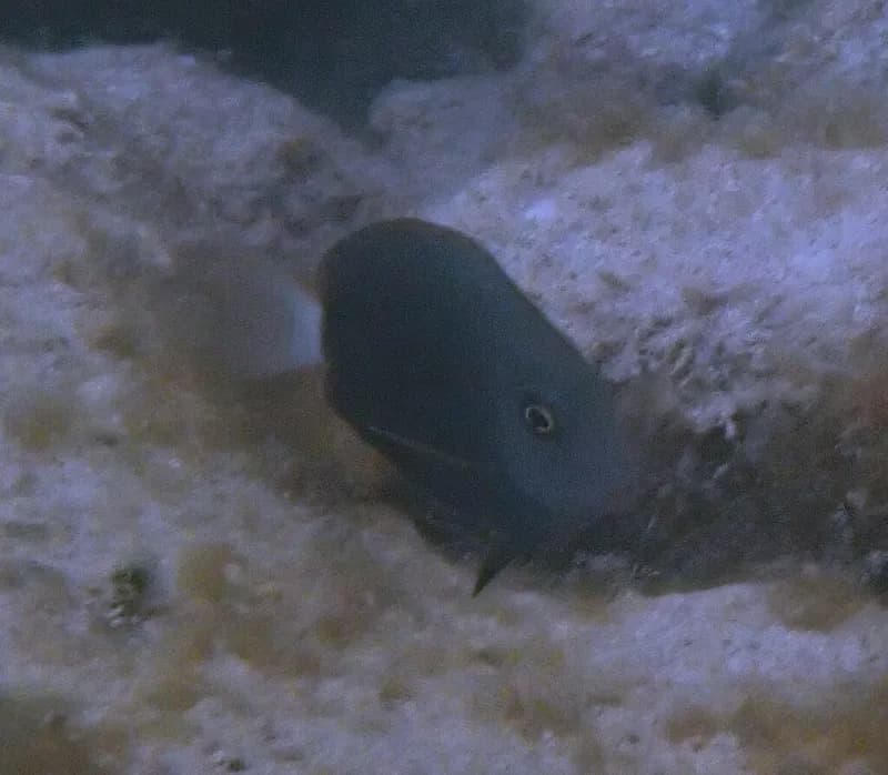 Black Surgeonfish (Acanthurus gahhm)