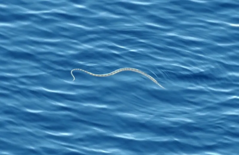 Black-Headed Seasnake (Hydrophis atriceps)