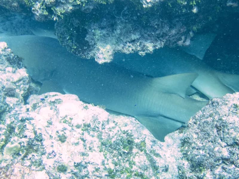 Giant Sleepy Shark (Nebrius ferrugineus)