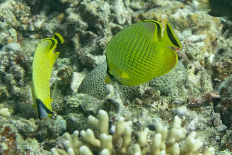 Latticed Butterflyfish (Chaetodon rafflesii)