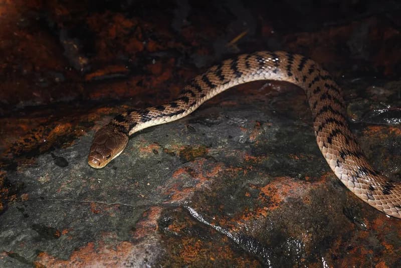 Tropidechis sadlieri