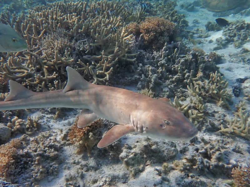 Chiloscyllium punctatum