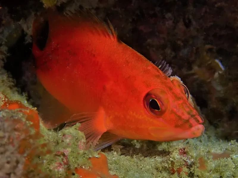 Hypoplectrodes cardinalis