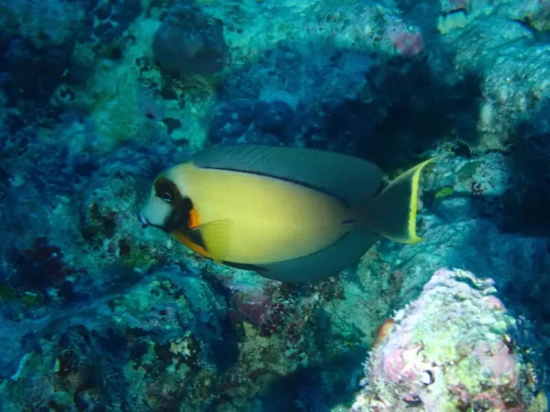 Chocolate Surgeonfish (Acanthurus pyroferus)