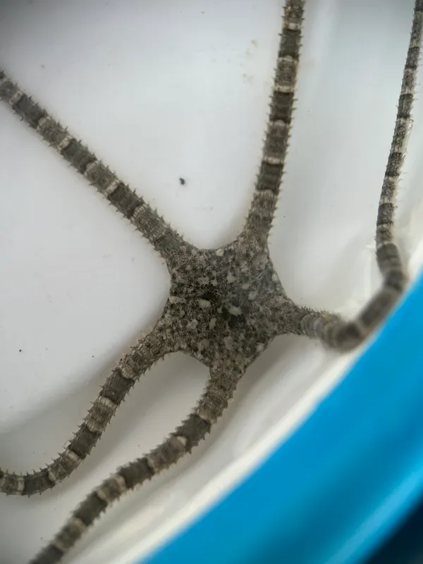 Ophioderma appressum