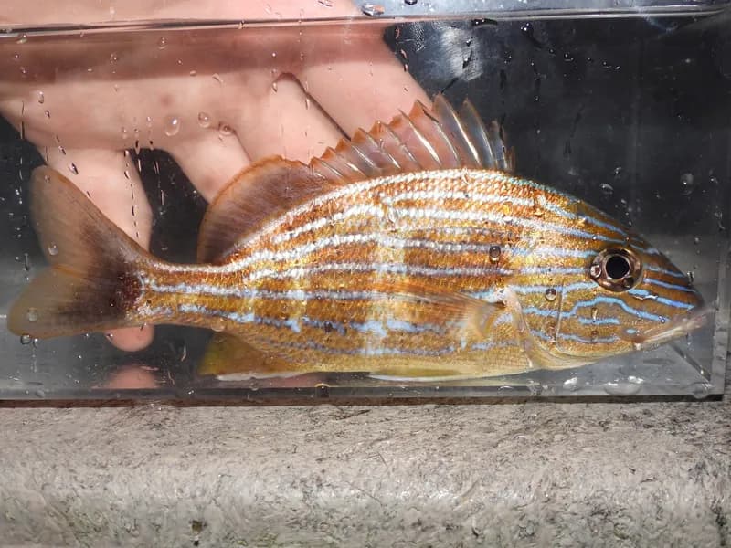 Bluestripe Grunt (Haemulon sciurus)