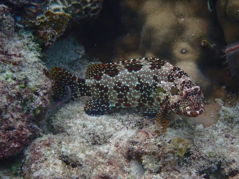 Starspotted Grouper (Epinephelus hexagonatus)