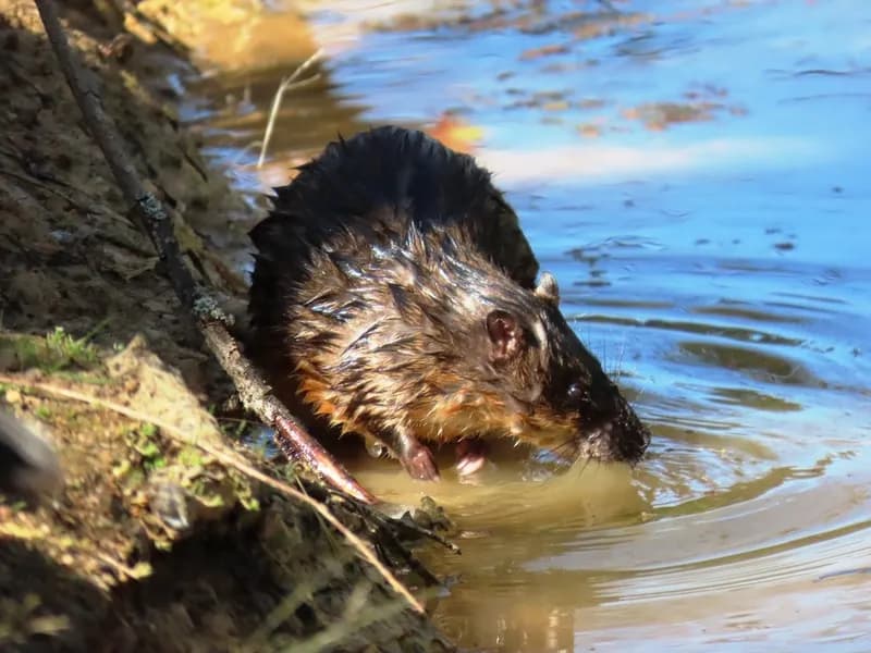 Australian Water Rat (Hydromys chrysogaster)