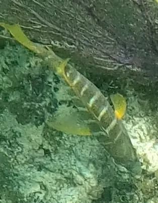 Schoolmaster (Lutjanus apodus)
