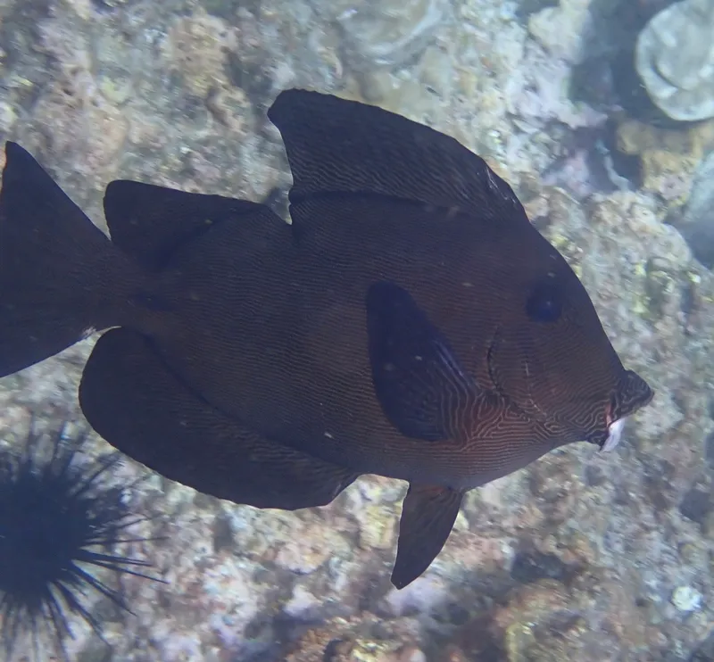 Bristletooth (Ctenochaetus hawaiiensis)
