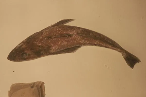 Tiger Flathead (Platycephalus richardsoni)